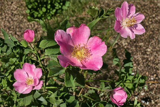 Pasture Rose Seeds – Rosa carolina | 10 Seeds |Hardy Pink Flowering Shrub