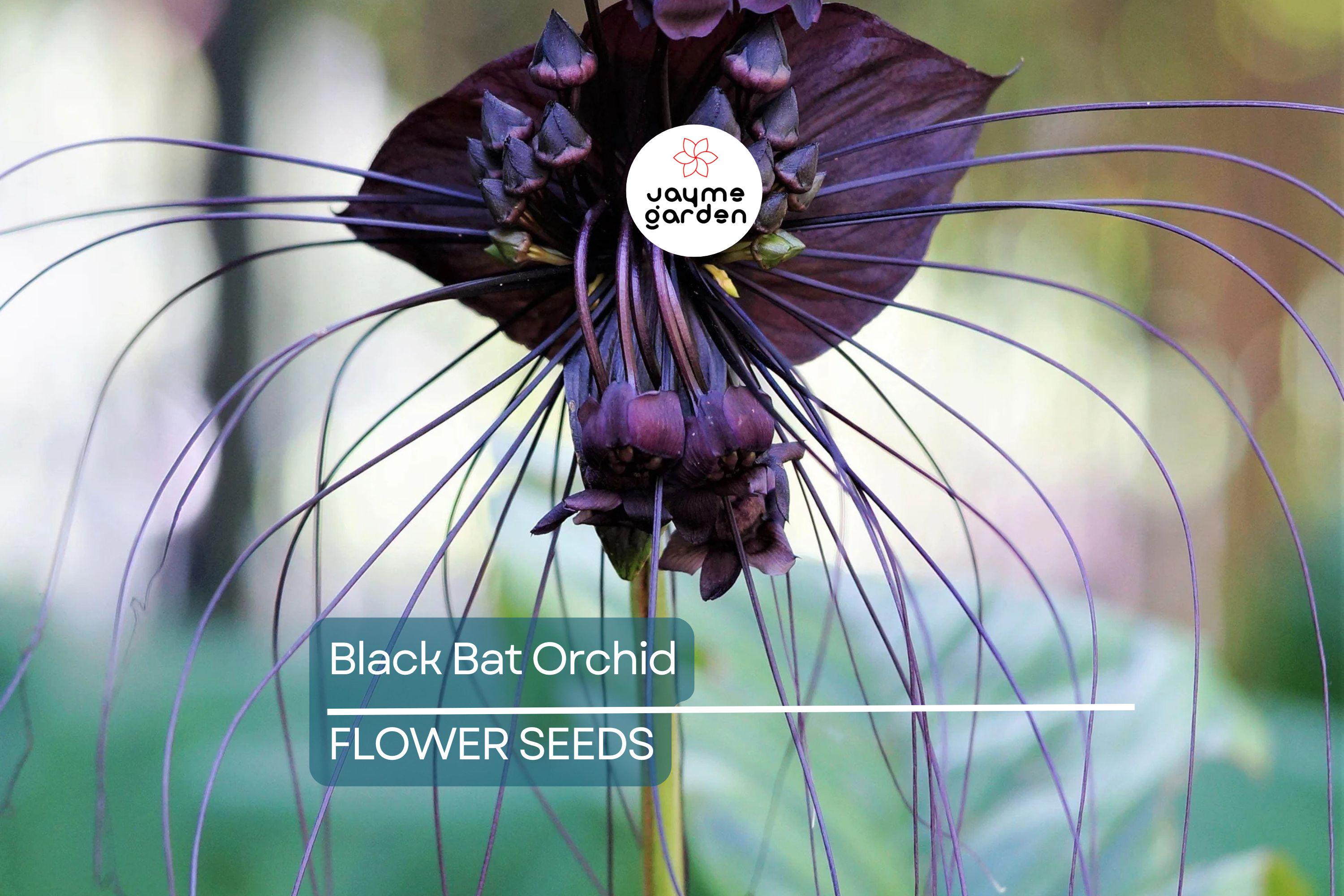 5 Black Bat Orchid Seeds (Tacca chantrieri) – Rare Tropical Houseplant, Unique Bat-Shaped Blooms, USDA Zones 10-11, Indoor or Outdoor