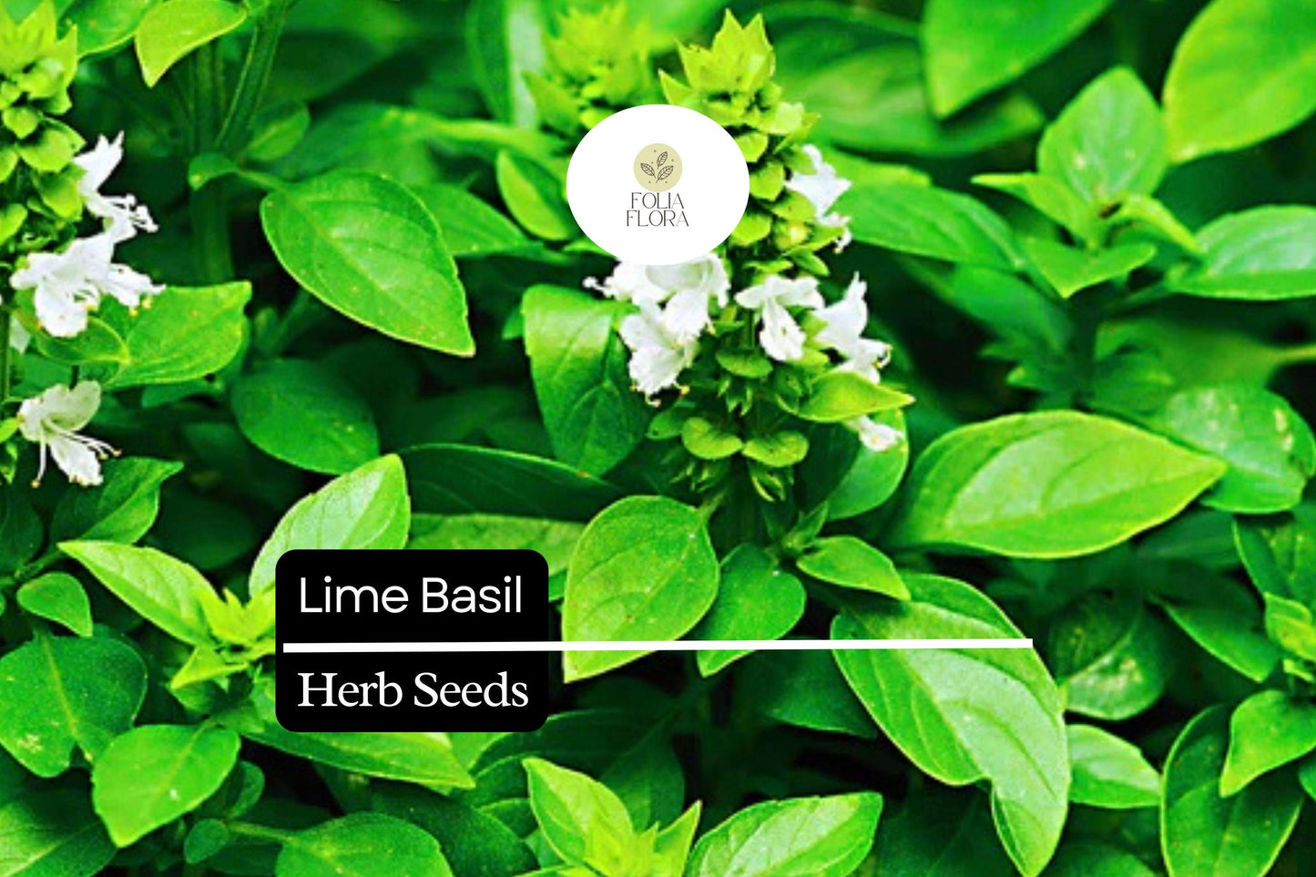 500 Seeds Lime Basil (Ocimum basilicum) – Citrus-Scented Herb for Culinary & Garden Use