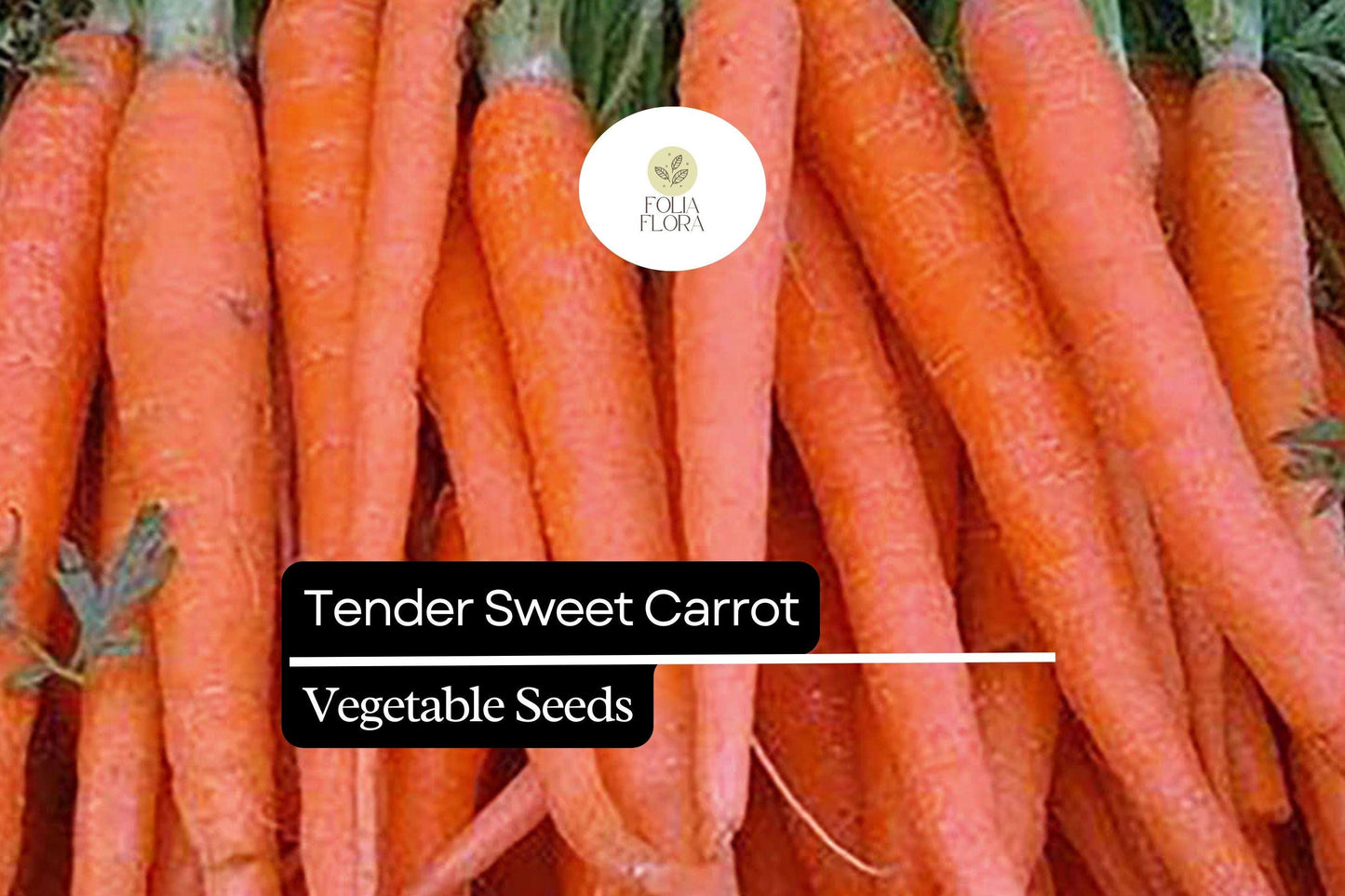 300 Tender Sweet Carrot Seeds – Daucus carota – Extra Sweet, Crisp Texture, Heirloom, Non-GMO, Perfect for Juicing