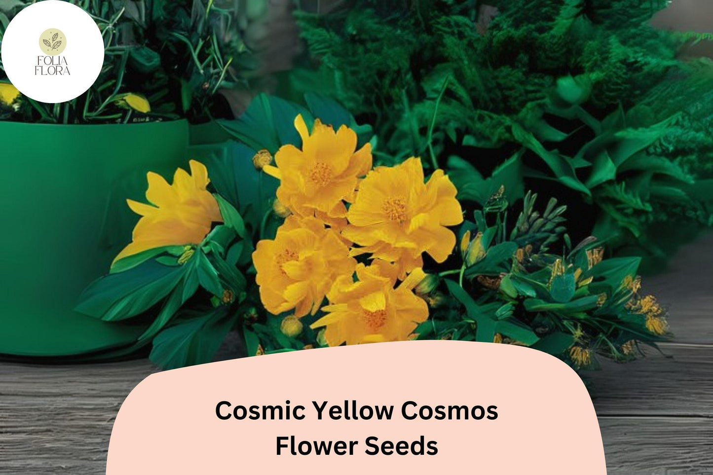 200+ Cosmic Yellow Cosmos Seeds | Cosmos Sulphureus Bright Yellow Annual Flower Seeds for Garden