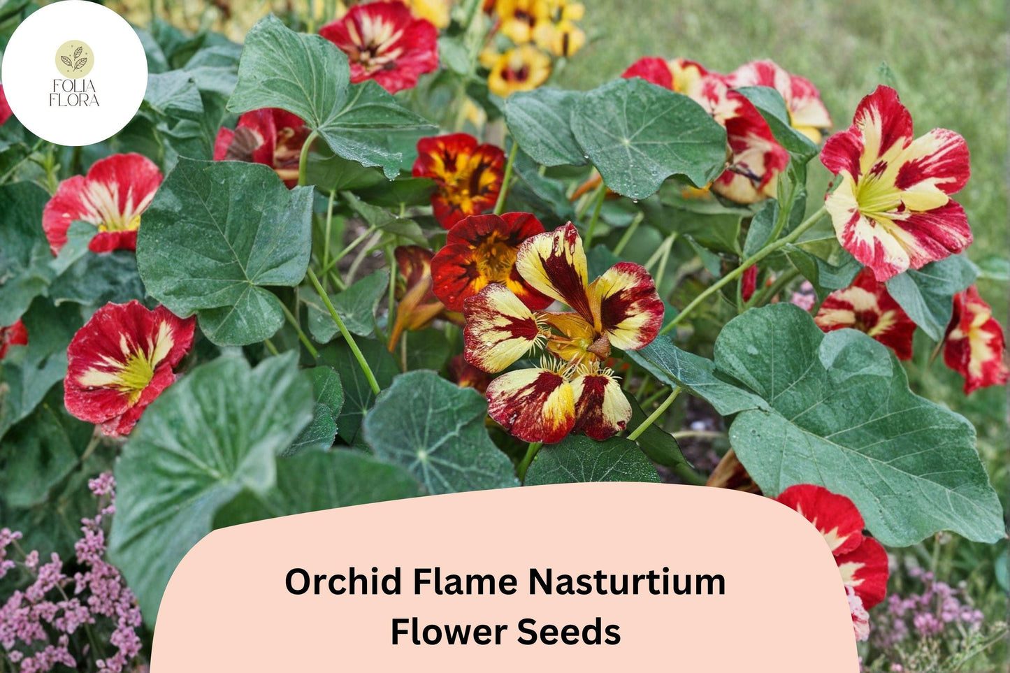 50+ Orchid Flame Nasturtium Seeds | Vibrant Red & Yellow Blooms | Easy Annual Flower for Garden
