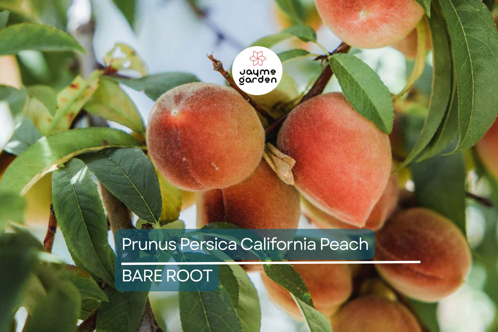 Prunus Persica California Peach Cuttings, 7 Live 6” Plants, Edible Sweet Fruit, Fast-Growing, USDA Zones 5-9, Organic