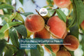 Prunus Persica California Peach Cuttings, 7 Live 6” Plants, Edible Sweet Fruit, Fast-Growing, USDA Zones 5-9, Organic