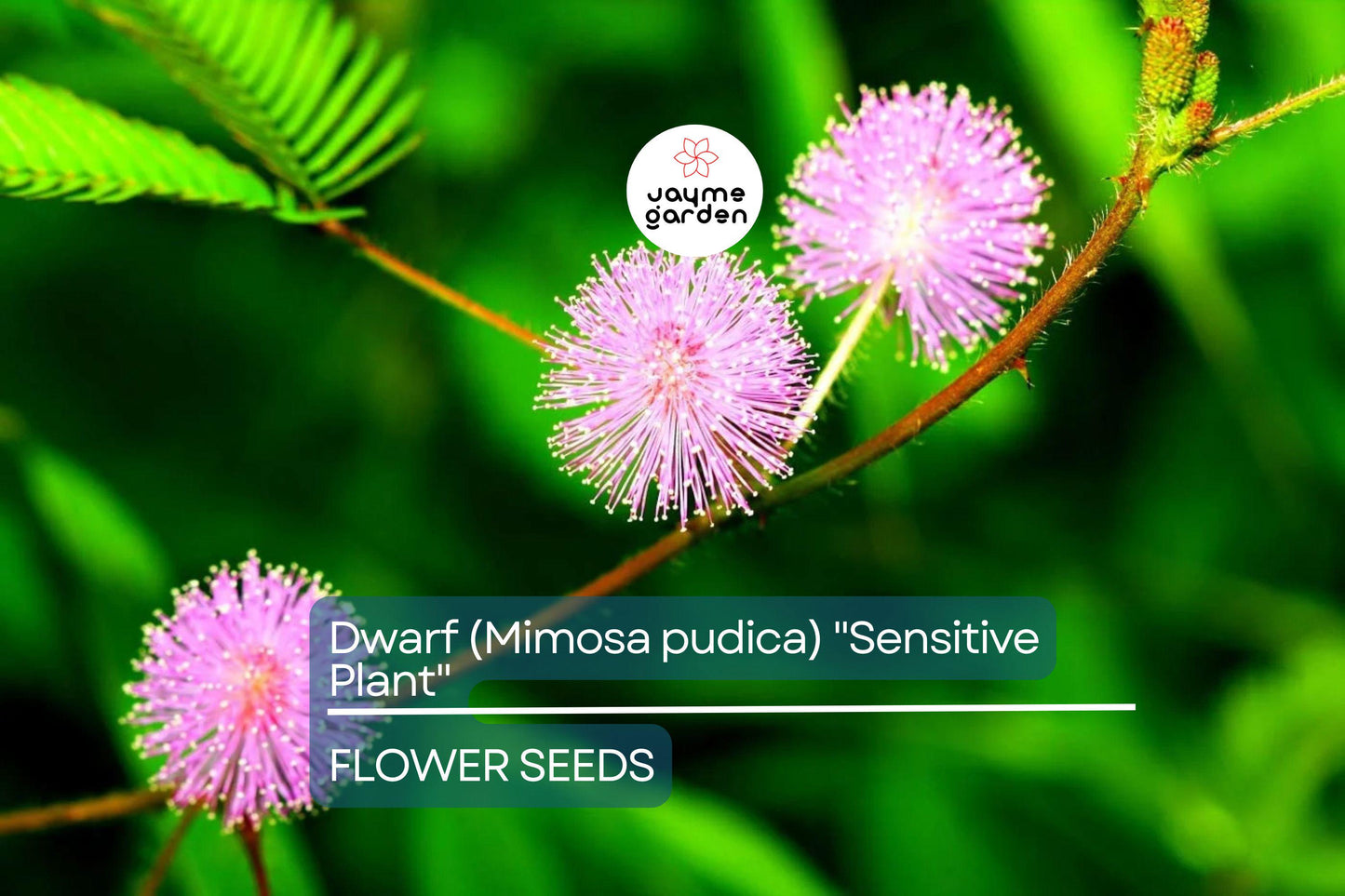 10 Seeds of Dwarf Sensitive Plant (Mimosa pudica) – Touch-Responsive Houseplant