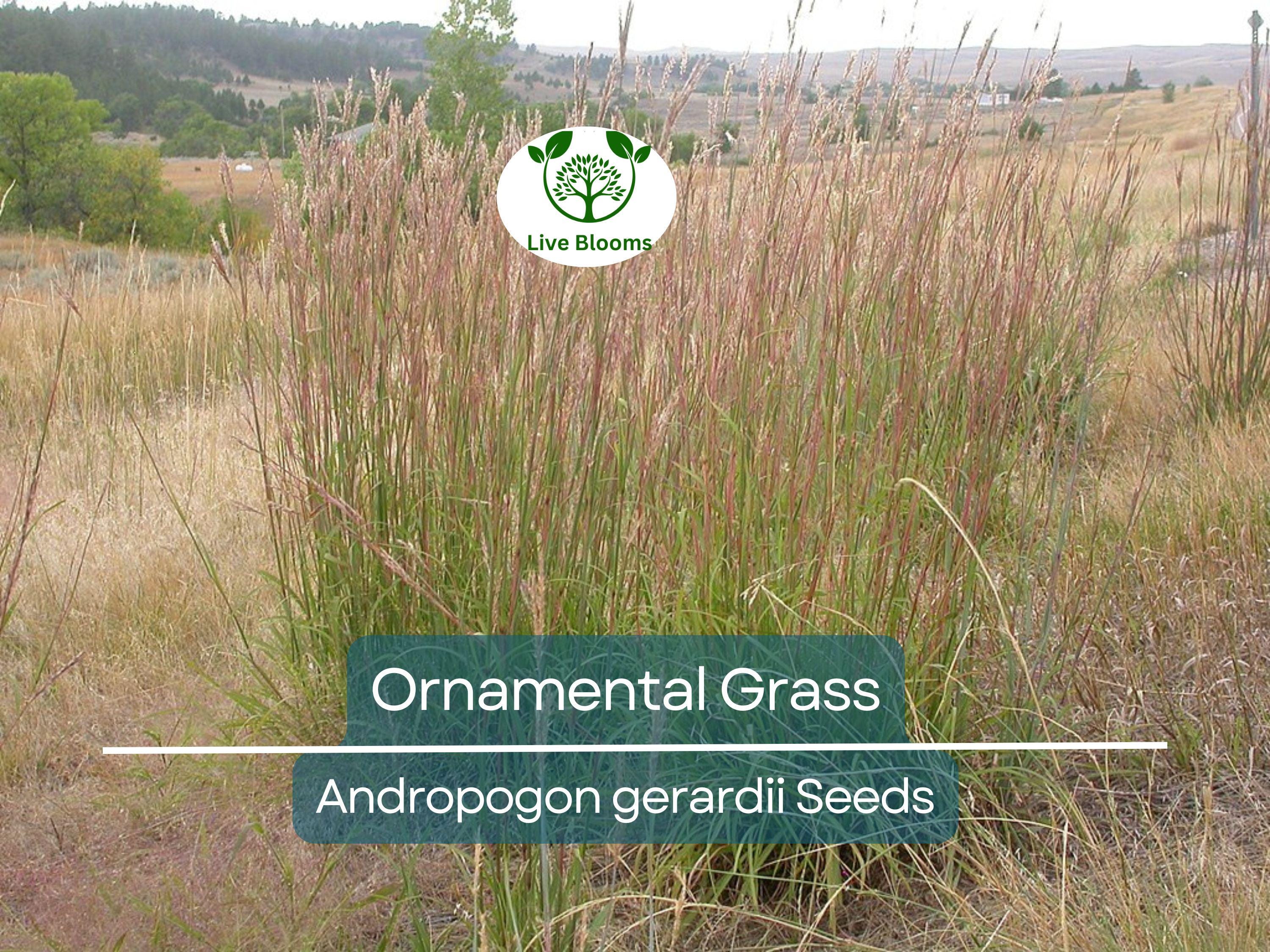 1,000 Ornamental Grass Seeds | Andropogon gerardii Big Blue, Landscaping Marvel, Tall & Hardy Grass, Beautiful Yard and Garden Plant