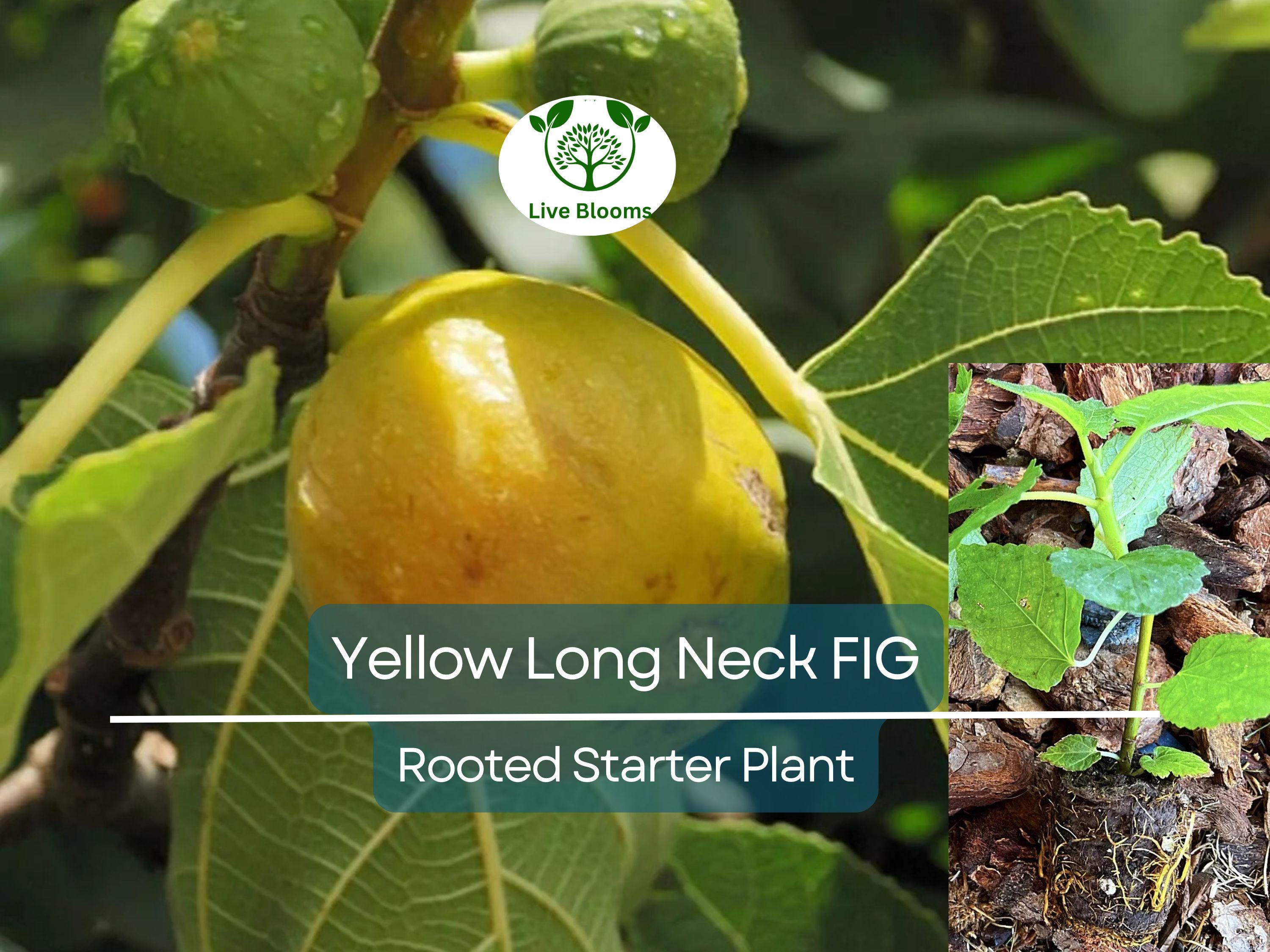 1 Rooted Yellow Long Neck Fig Plant (Ficus auriculata), Rare Fruit Tree, Starter Plant, Easy to Grow, Tropical Fig, for Home Garden & Patios