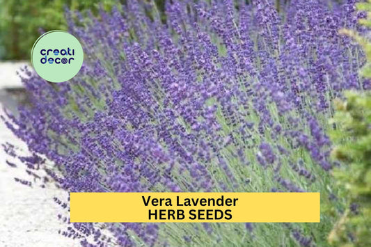 3pcs of 100mg Vera Lavender Seeds – Fragrant Herb for Garden Borders, Pollinator Gardens, and Aromatic Landscaping