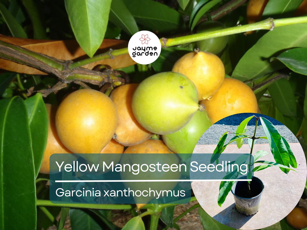 Yellow Mangosteen Starter Plant Seedling - Garcinia xanthochymus Live Fruit Tree 12″-24″ Tall - Sweet & Tangy Tropical Fruit for Garden