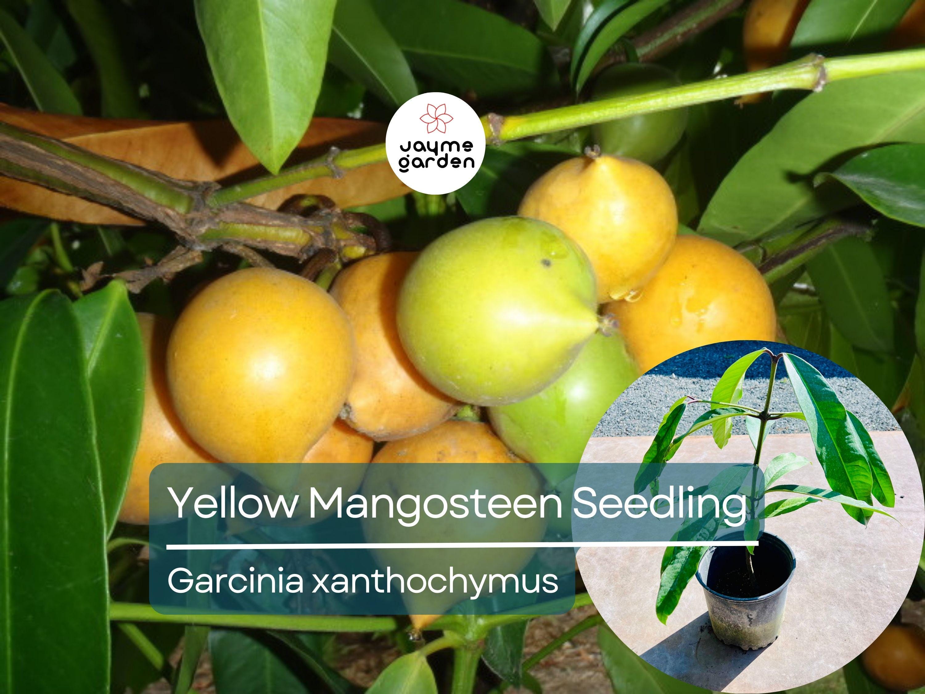 Yellow Mangosteen Starter Plant Seedling - Garcinia xanthochymus Live Fruit Tree 12″-24″ Tall - Sweet & Tangy Tropical Fruit for Garden