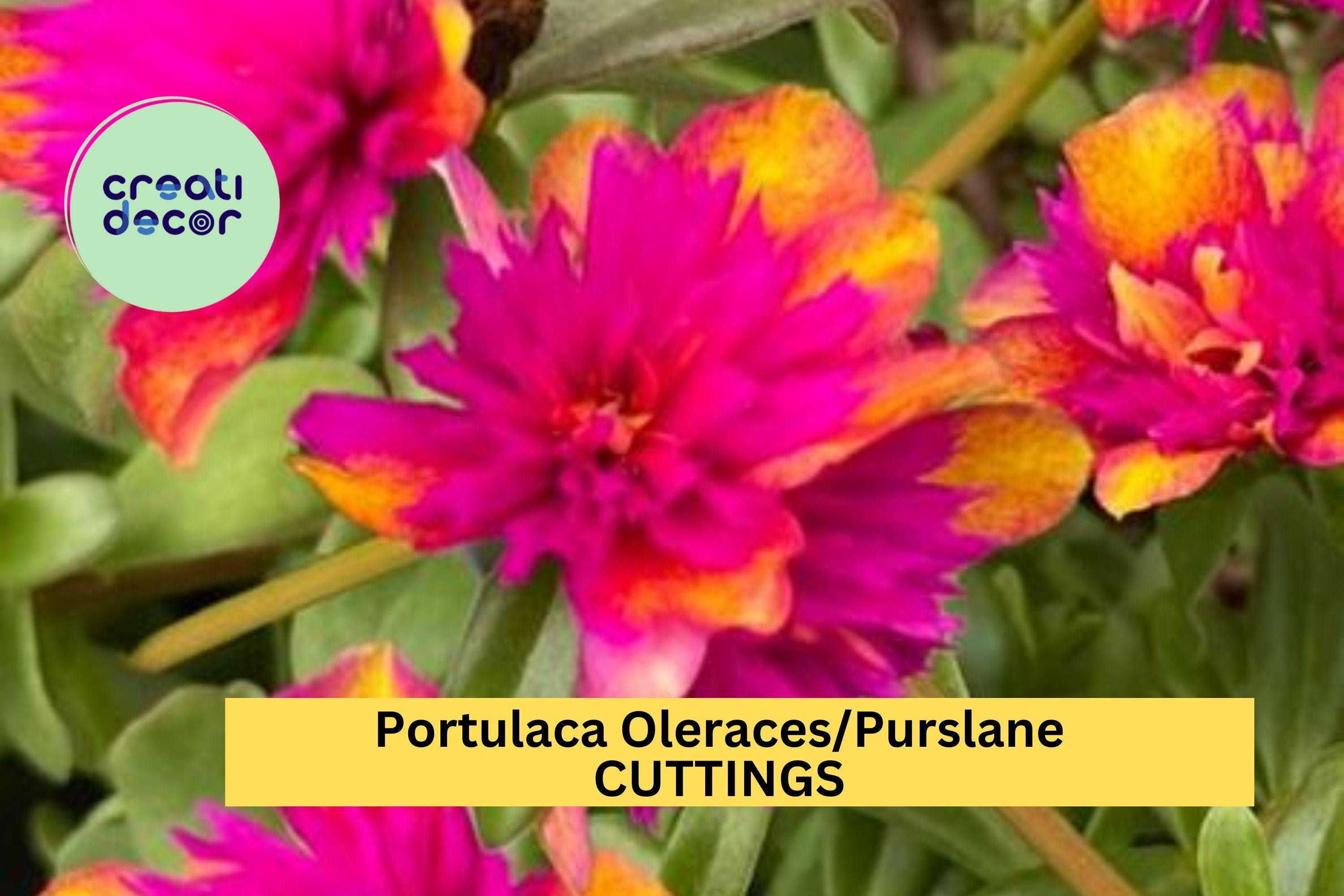 5 Double Guava Portulaca Cuttings – Purslane (Portulaca oleracea) with Vibrant Blooms for Pots, Borders, Hanging Baskets – USA