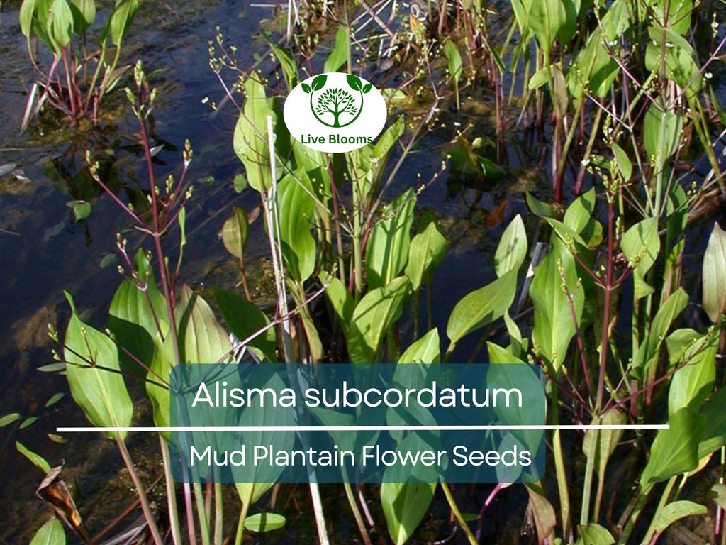 250 mg Seeds Alisma subcordatum (Mud Plantain) for Planting | Aquatic Native Perennial for Ponds, Wetlands & Wildlife Habitats