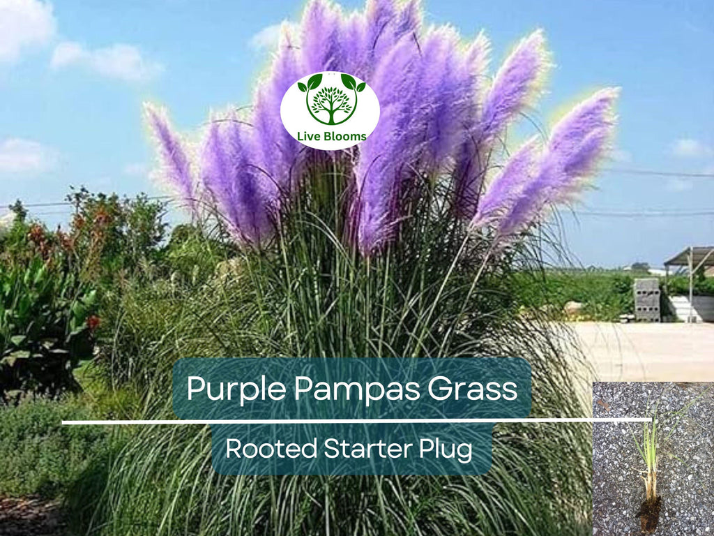 3 Plugs Purple Pampas Grass (Cortaderia selloana) – Ornamental Grass for Landscaping, Garden Decor