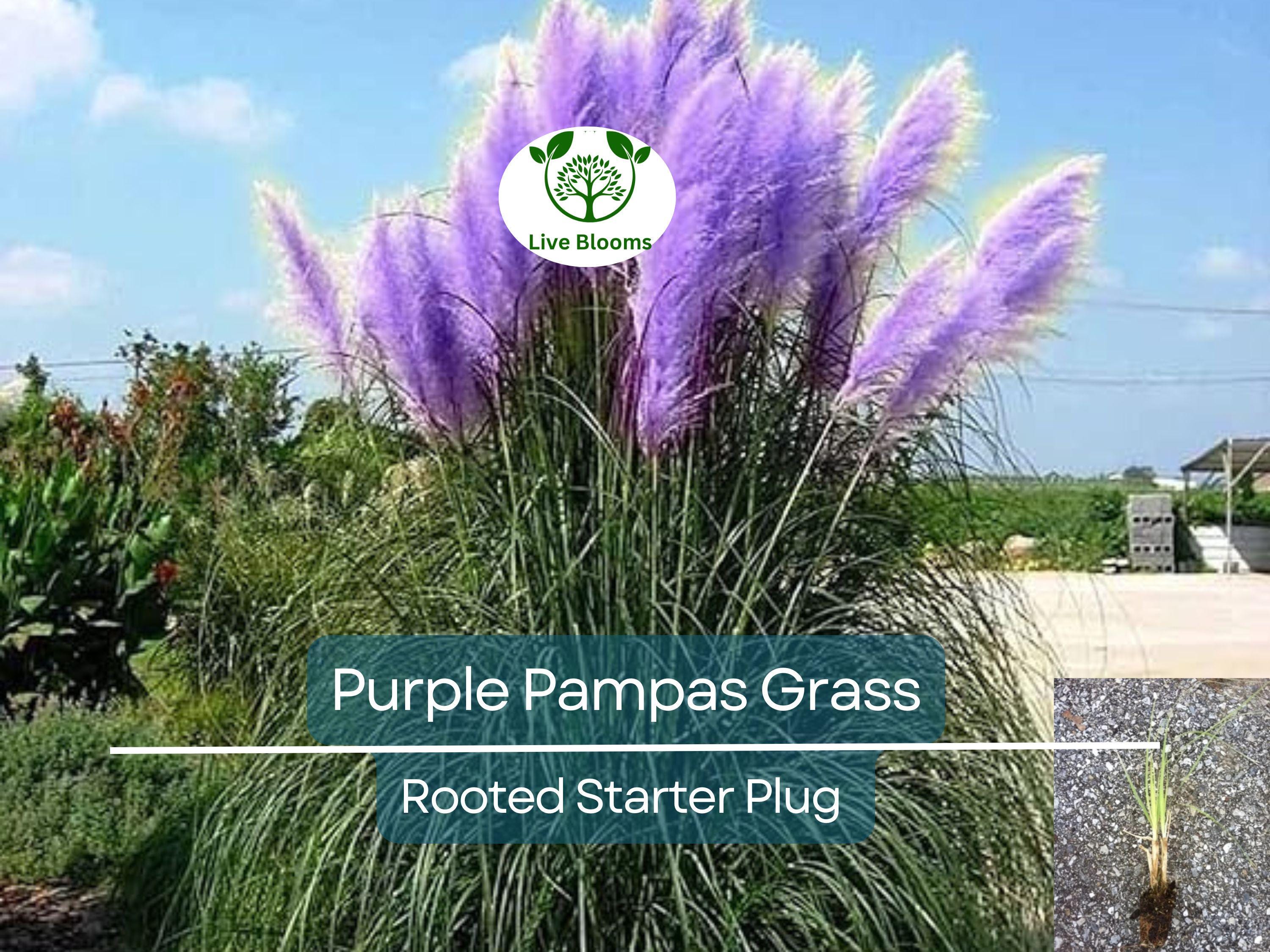 3 Plugs Purple Pampas Grass (Cortaderia selloana) – Ornamental Grass for Landscaping, Garden Decor