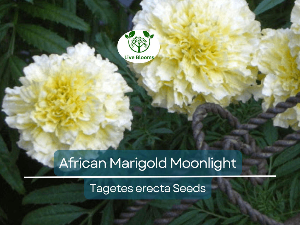 50 Seeds African Marigold Moonlight 18-24" Double Blooms - Non-GMO, Bee-Friendly, Bright Yellow Flowers, Perfect for Gardens & Landscapes