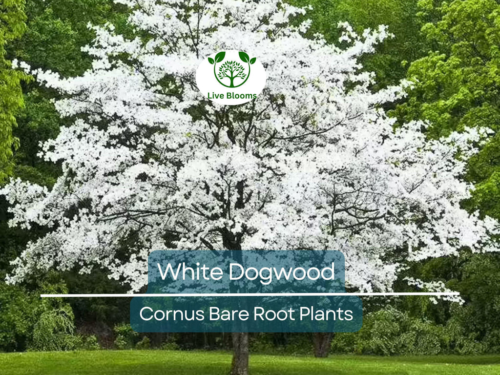 3 White Dogwood Tree – Cornus florida 12–24" Tall Bare Root Live Tree, Flowering Ornamental Tree for Landscape, Zones 5–9
