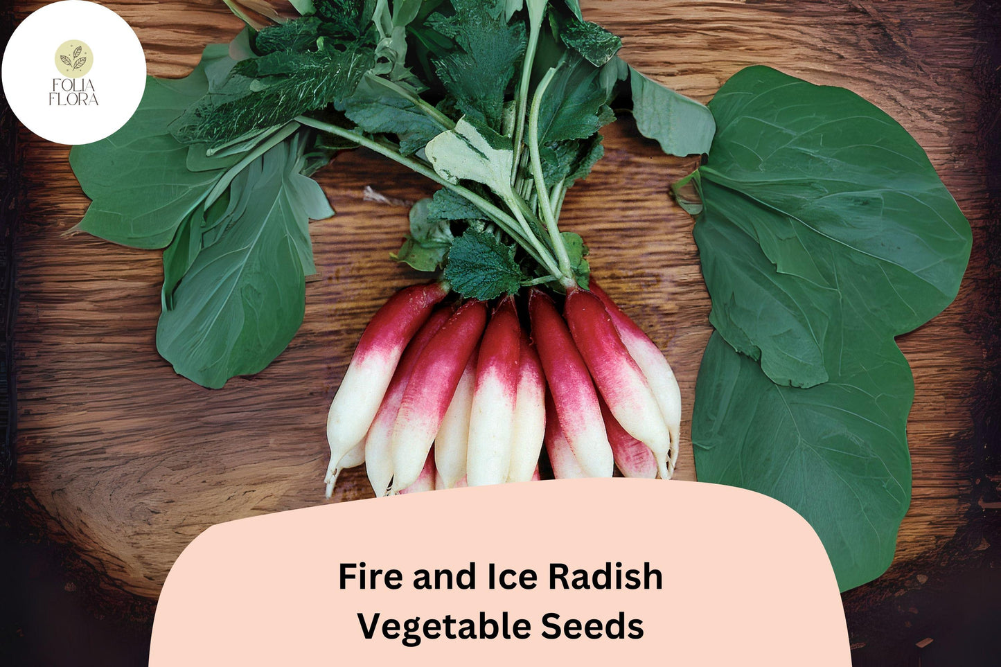 500+ Fire and Ice Radish Seeds | Red & White Bicolor Radishes for Garden Planting