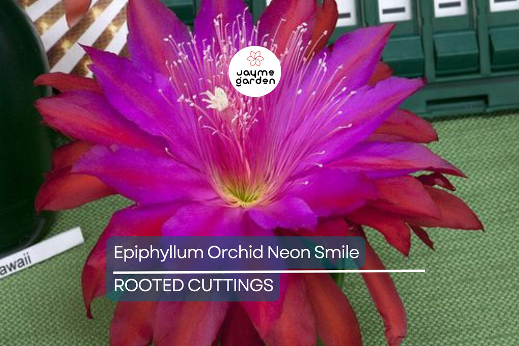 Epiphyllum Orchid Cactus Neon Smile | 3 Rooted Cuttings | Pink Blooms | Easy-Care Exotic Plant | Fresh Growth | Unpotted