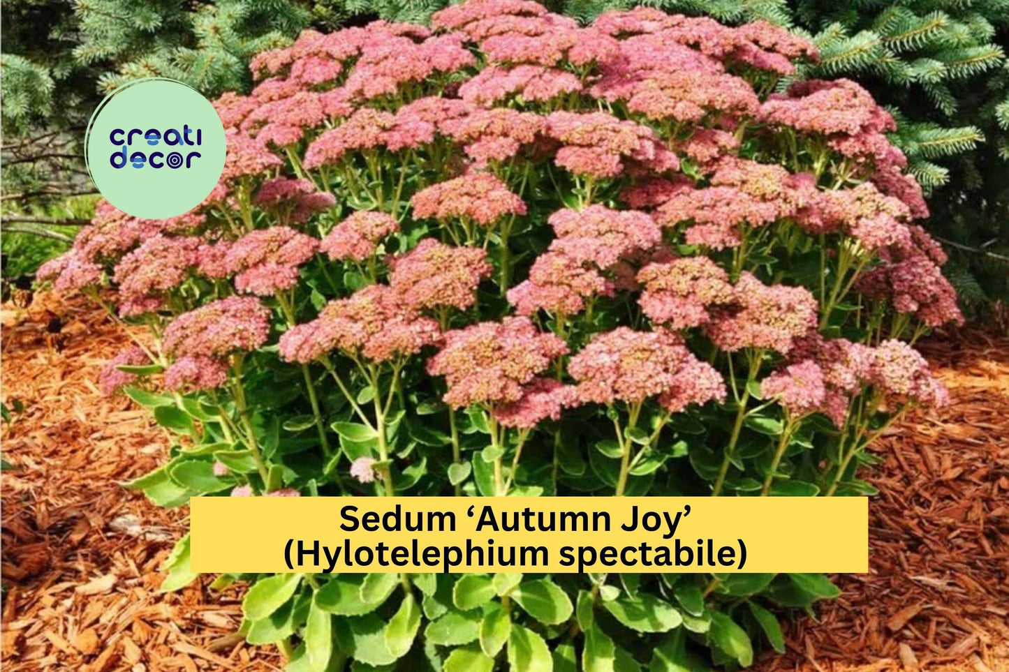 6 Sedum ‘Autumn Joy’ – Live Bare Root Succulent Perennials with Pink Blooms, Hardy Drought-Tolerant Plants for Borders & Pollinator Gardens