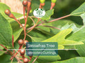 10 Sassafras Cuttings – Fresh Unrooted Edible/Wildlife/Ornamental – Sassafras albidum – Wild Food, Garden Plant