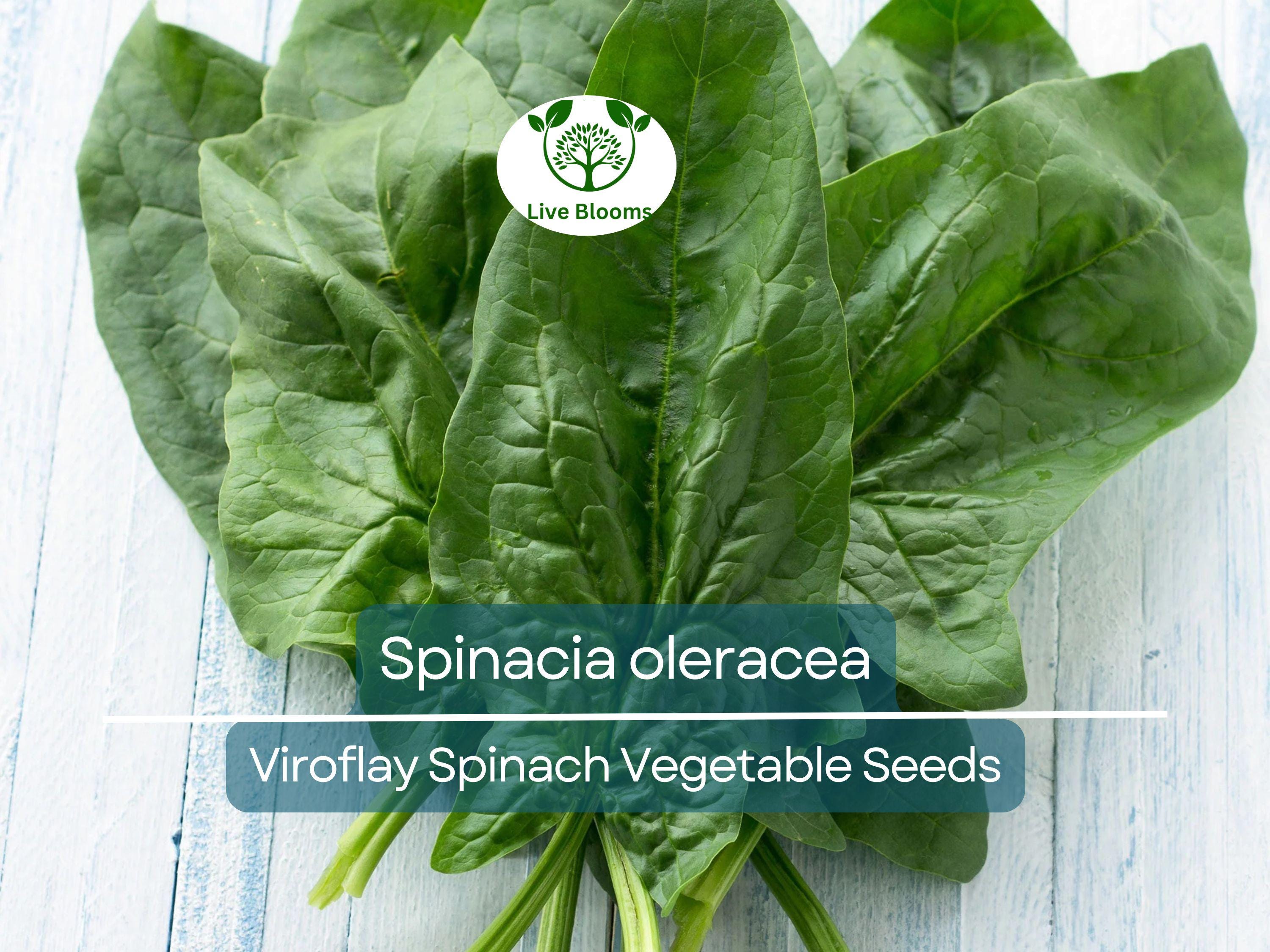 1 Gram Seeds Spinach Viroflay – Spinacia oleracea | Heirloom Vegetable Seeds for Planting, Gardening & Fresh Harvests