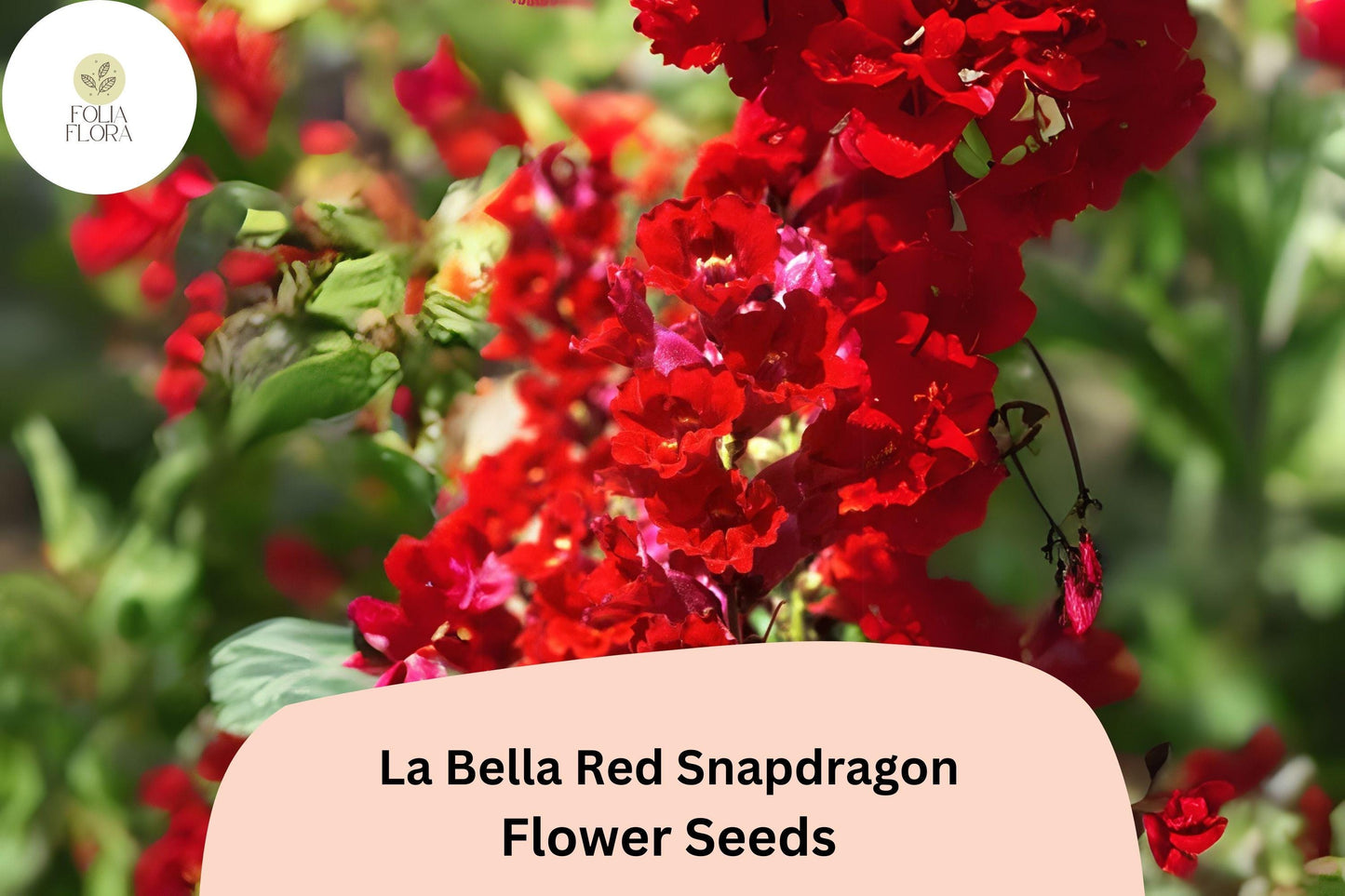 Antirrhinum majus La Bella Red Snapdragon Seeds – 1000+ Vibrant Red Blooms for Garden & Cut Flowers