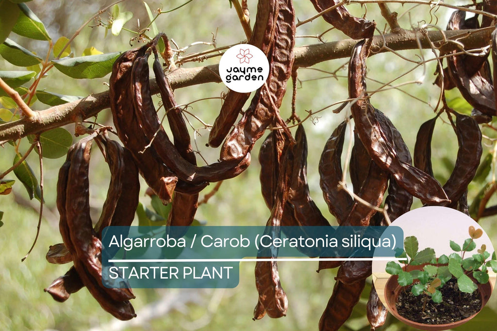 Carob Tree Starter Plant - Algarroba (Ceratonia siliqua) 12”-24” | Nutrient-Rich, Easy-Care Tree for Garden