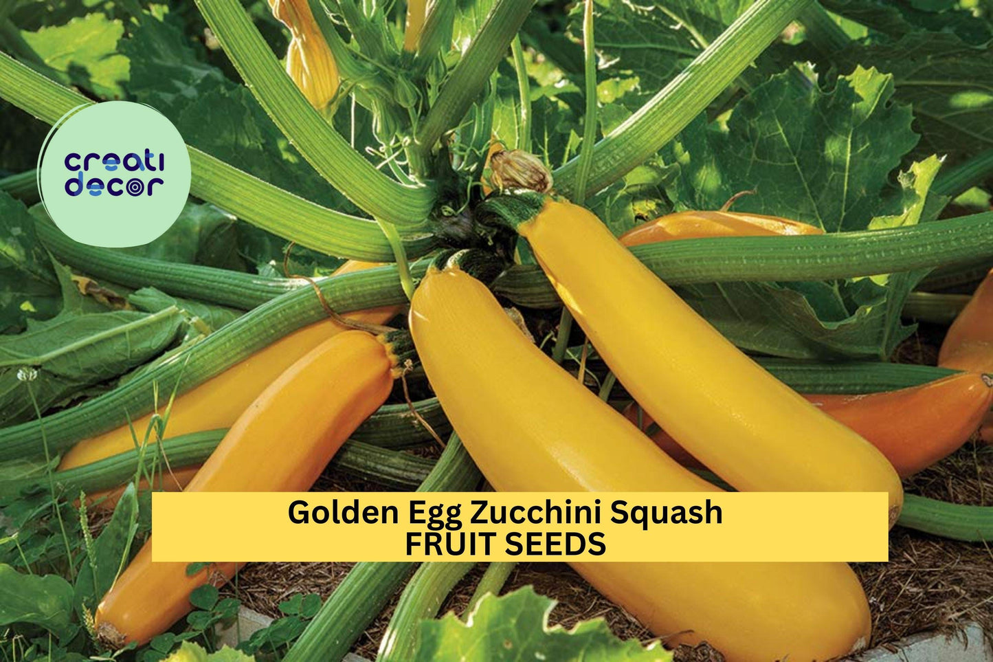 25+ Golden Egg Zucchini Seeds – Bright Yellow Egg-Shaped Summer Squash for Garden Planting, Compact High-Yield Variety – USA