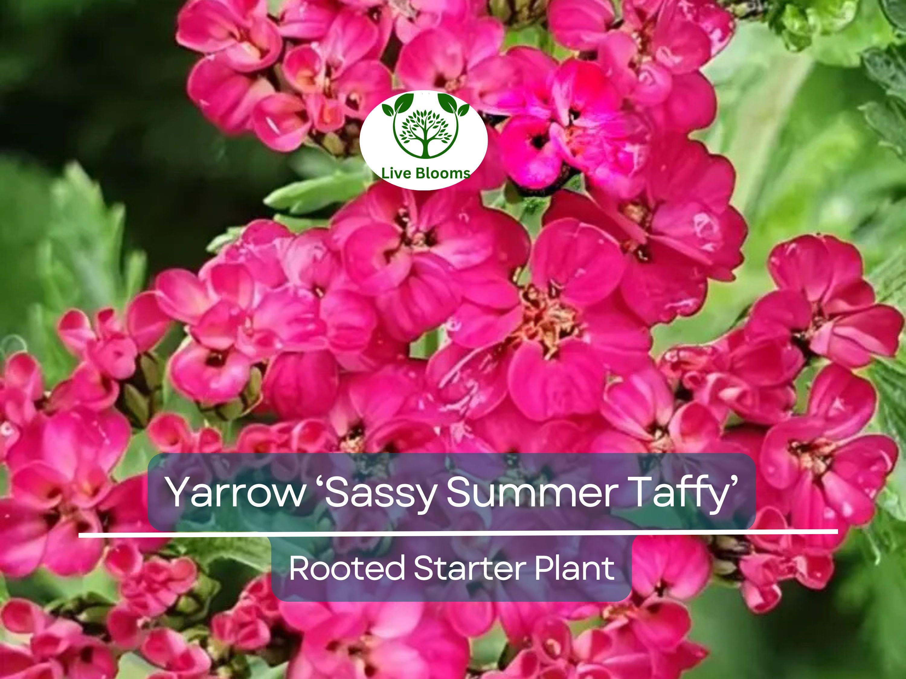 1 Yarrow Live Plant (Achillea Millefolium) Healthy Starter Plant for Pollinators | Perennial Flower for Garden, Butterflies & Bees