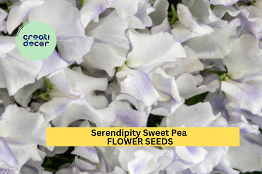 50+ Serendipity Sweet Pea Seeds – Lavender & Pink Fragrant Blooms for Garden Planting, Climbing Vines for Trellises – USA