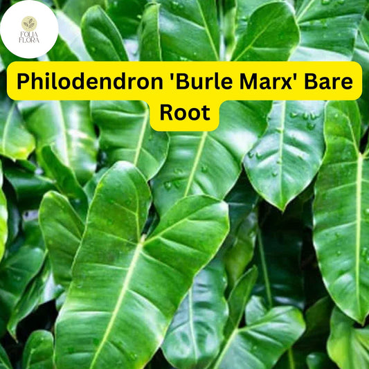 1 Philodendron 'Burle Marx' Live Rooted Plant, Bare Root, Tropical Indoor Houseplant, Easy to Grow