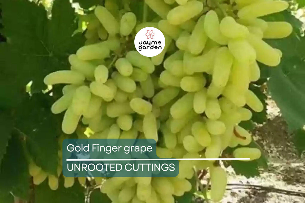 Gold Finger Grape Cuttings (2-3 Nodes) - Rare Exotic Variety, Sweet Honey Flavor, Easy to Root or Graft, Large Golden Table Grapes