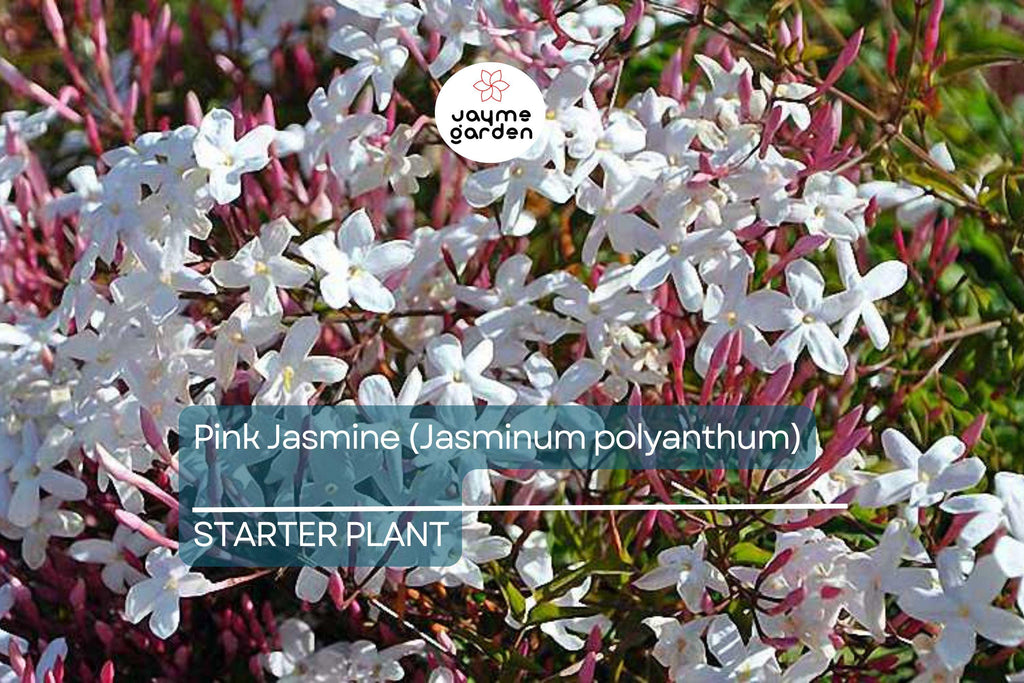 Pink Jasmine Starter Plant | Jasminum polyanthum | Fragrant Live Plant in 2" Pot | Fast Growing | Pet Safe & Air Purifying