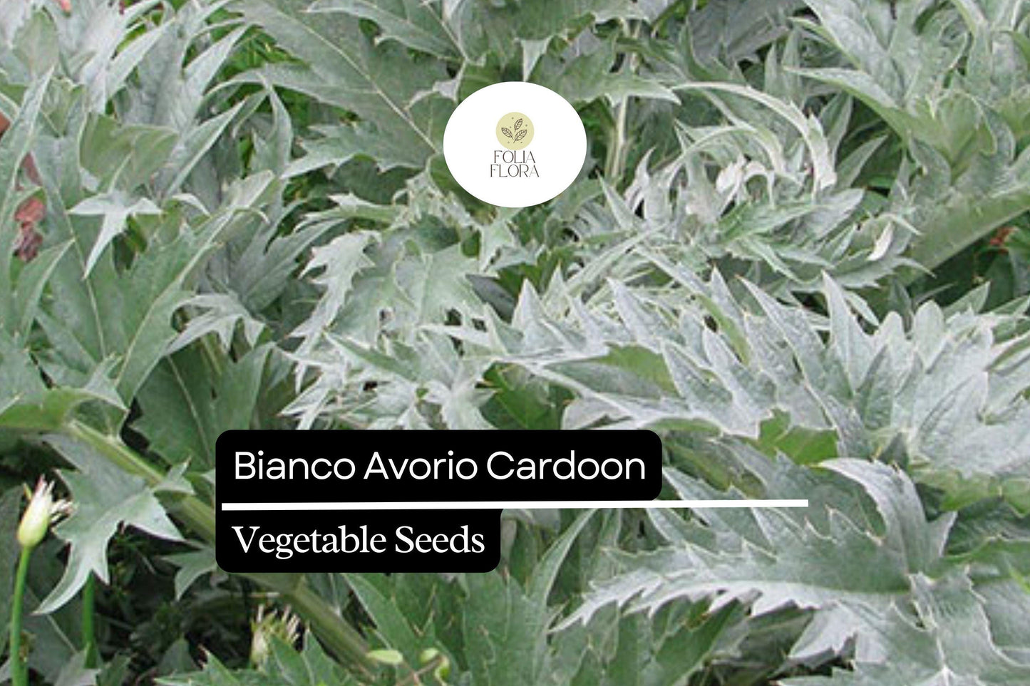 20 Seeds Bianco Avorio Cardoon (Cynara cardunculus) – Unique Edible Ornamental with Tender Stalks