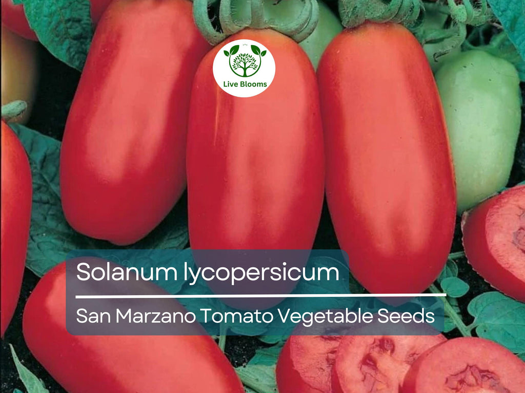100 mg San Marzano Tomato Seeds - Solanum lycopersicum | Heirloom Italian Paste Tomato for Planting, Gardening & Sauces