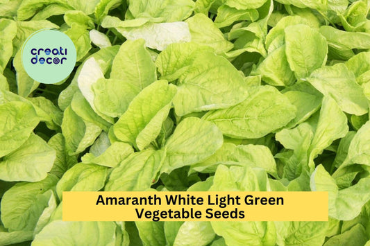 3pcs of 500mg Amaranth White Light Green Seeds – Edible Leafy Greens for Garden Beds, Pots, or Container Growing Seeds for Planting