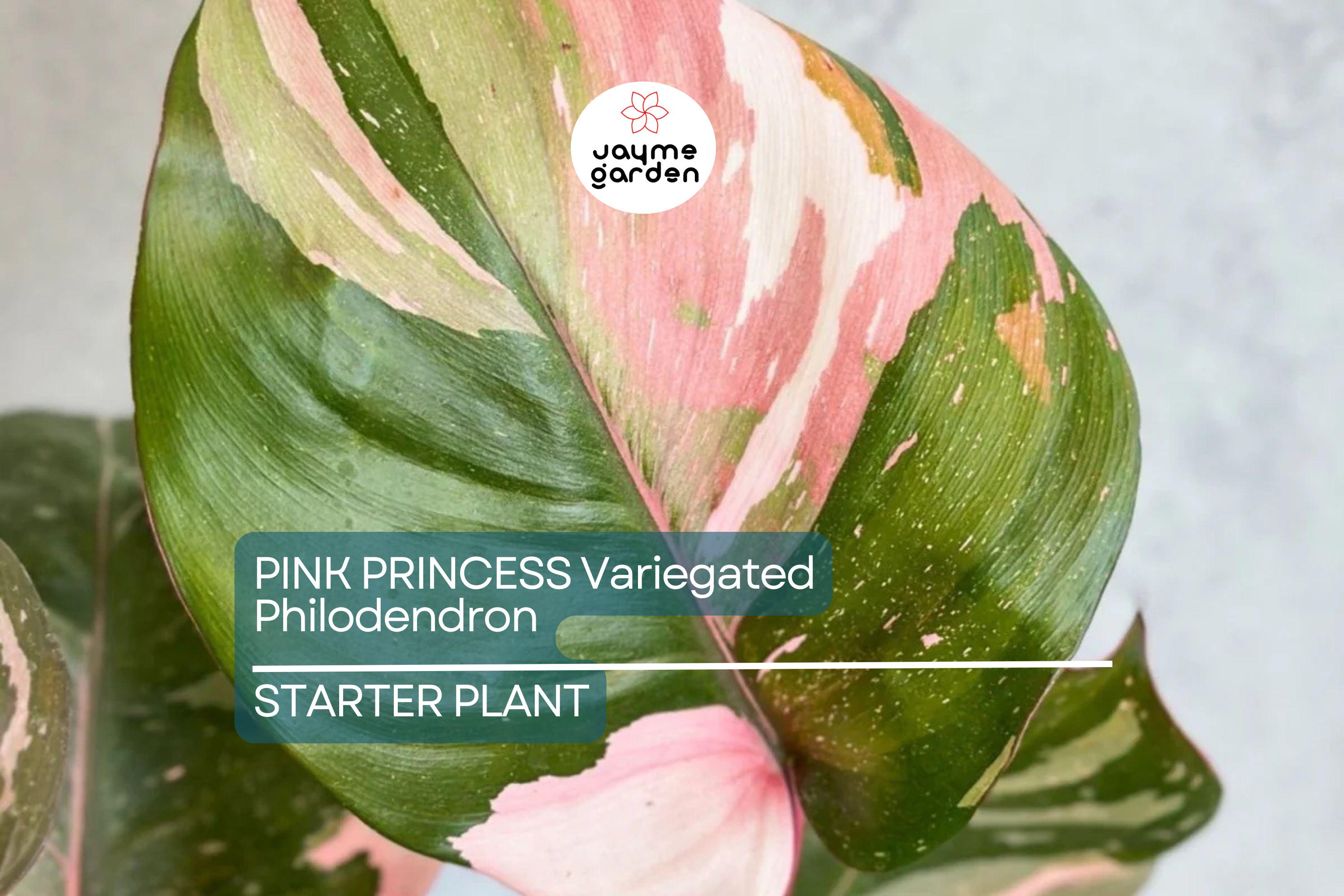 Pink Princess Variegated Philodendron - Rare Live Starter Plant - Small Rooted, Pink & White Foliage, Indoor and Outdoor, Medium Watering