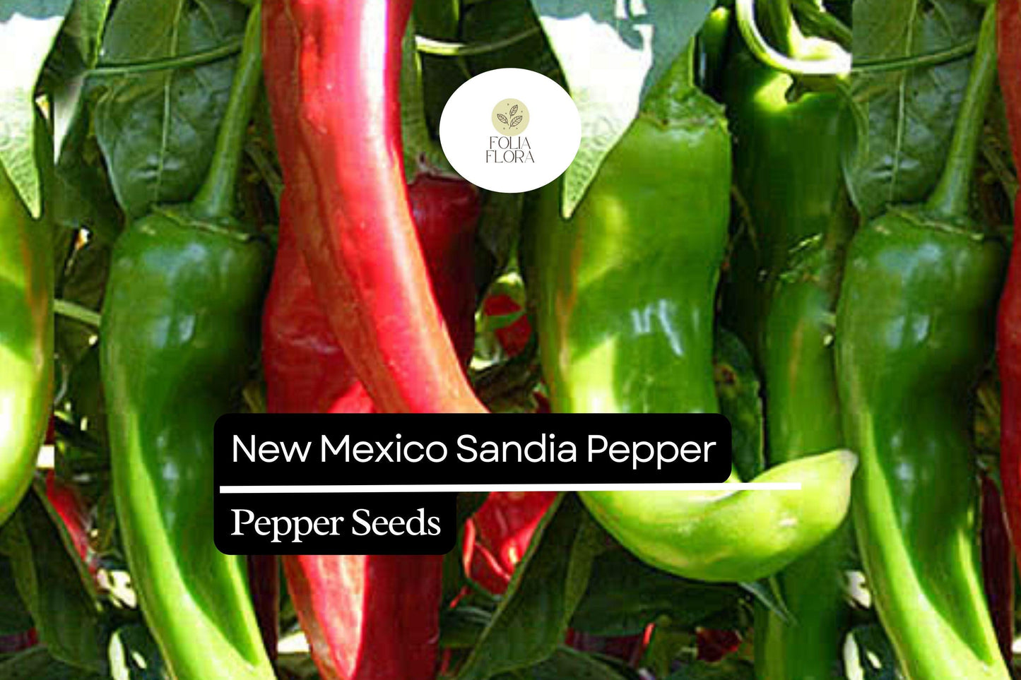 25 New Mexico Sandia Pepper Seeds – Capsicum annuum – Mild to Medium Heat, Heirloom Chili, Non-GMO, Perfect for Roasting & Drying