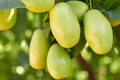 Jojoba Seeds 5pcs | Simmondsia chinensis | Drought-Tolerant Shrub, Oil-Rich Seeds, Ornamental Plant, Hardy Desert Non-GMO Seeds