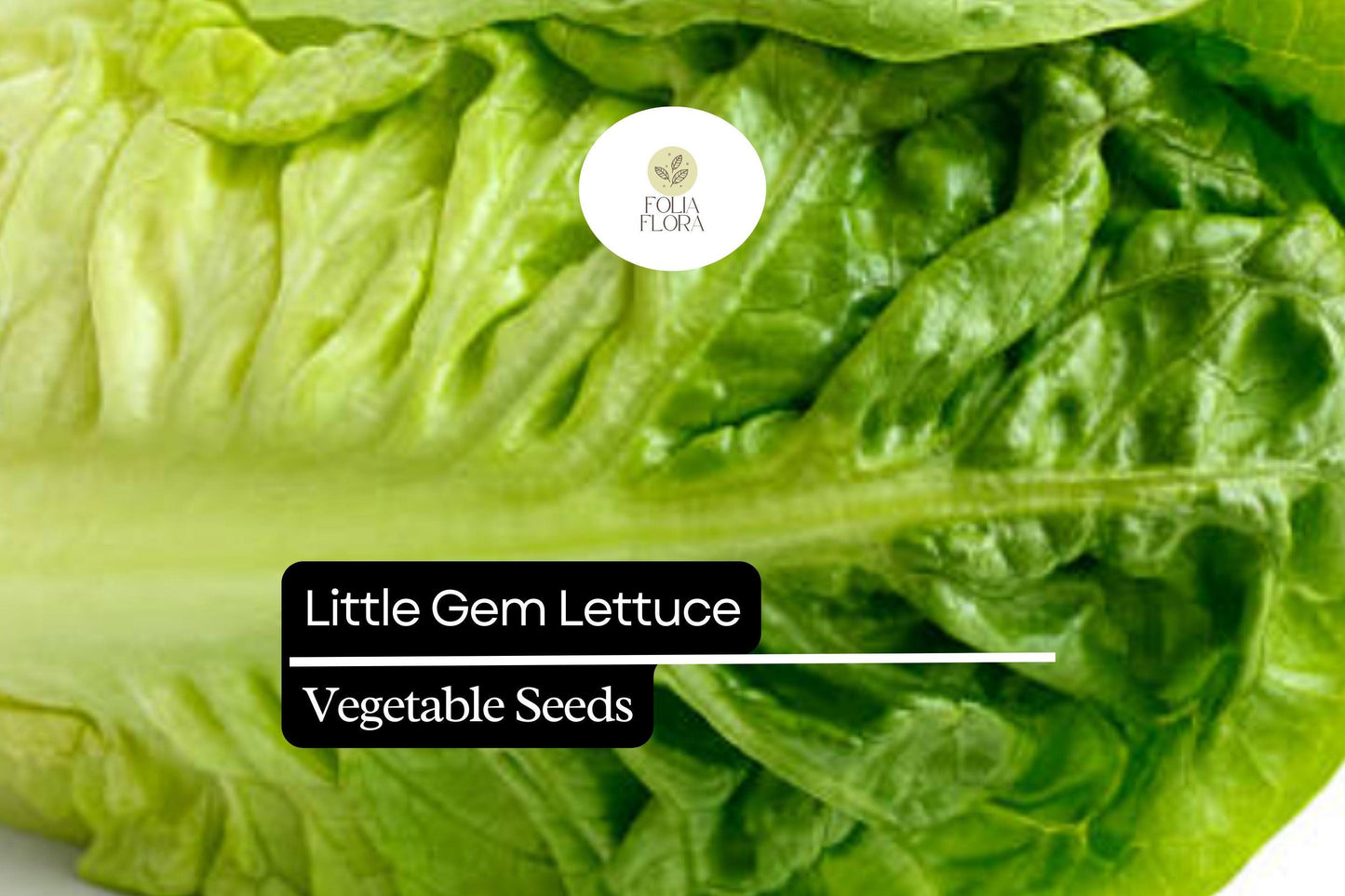 1000 Little Gem Lettuce Seeds – Lactuca sativa – Sweet Mini Romaine, Crisp Texture, Heirloom, Non-GMO, Compact Growth, Easy to Grow