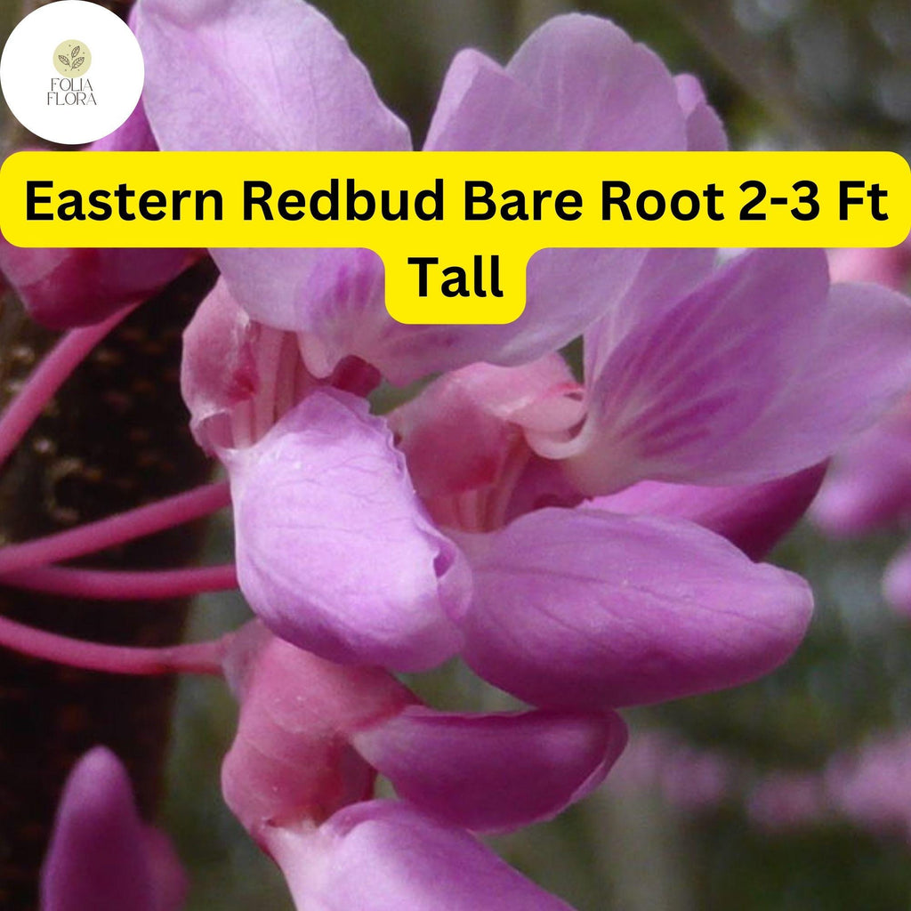 1 Eastern Redbud Tree, 2-3 Ft Tall, Live Bare Root Plant, Cercis canadensis, Ready to Plant