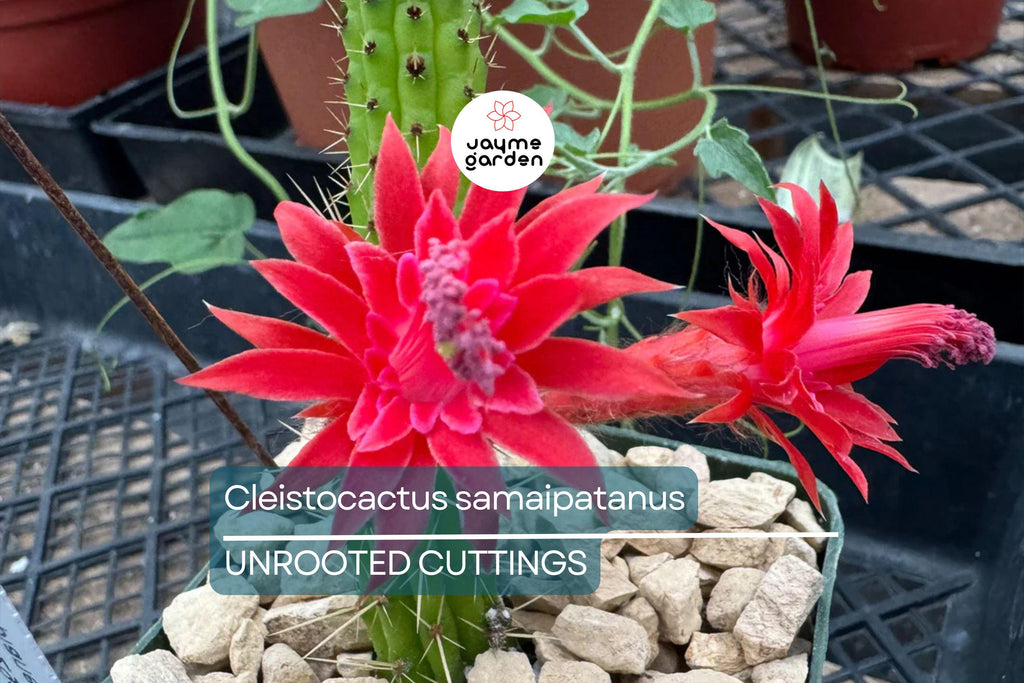 Cleistocactus samaipatanus Cutting, Flowering Cactus, 5" Tip Cutting - Easy to Grow