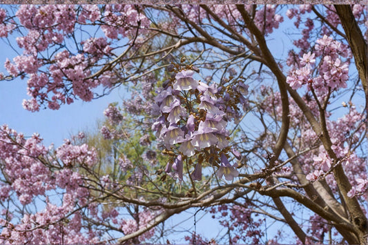 Empress Tree – Paulownia tomentosa | 100 Seeds | Fast Growing Plant | Ornamental Shade Tree