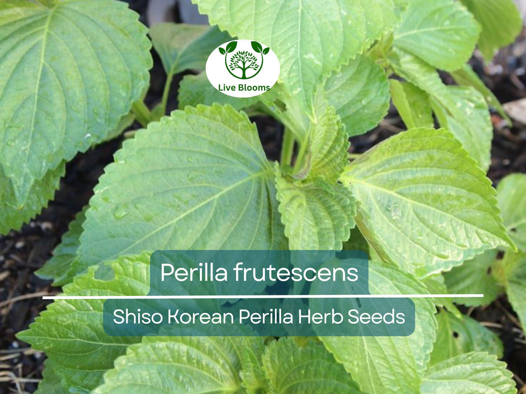 400 Seeds Perilla (Shiso), Korean Perilla Herb for Planting – Aromatic, Versatile Asian Herb for Sushi, Garnishes, Stir-Fries & More