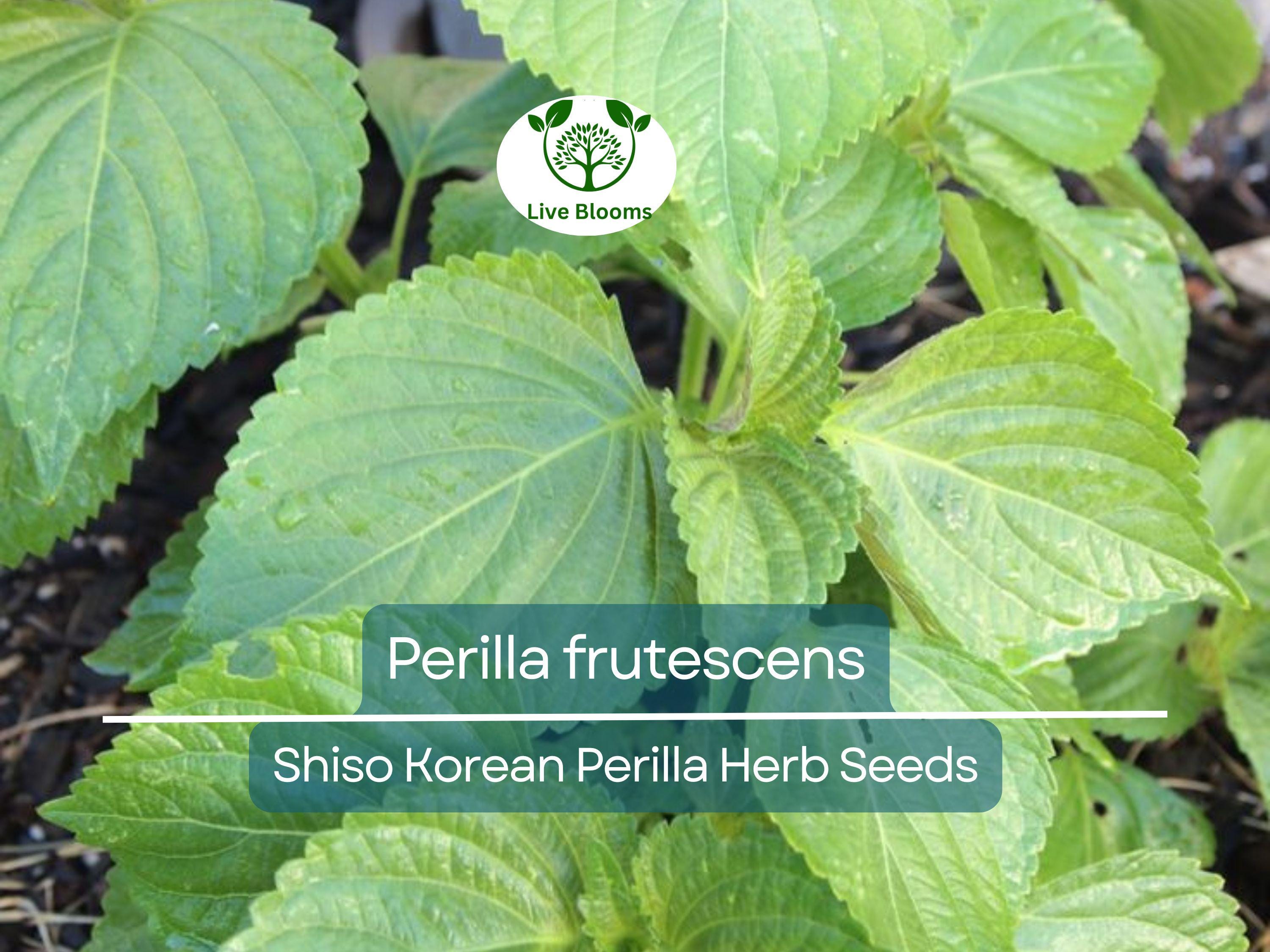 400 Seeds Perilla (Shiso), Korean Perilla Herb for Planting – Aromatic, Versatile Asian Herb for Sushi, Garnishes, Stir-Fries & More