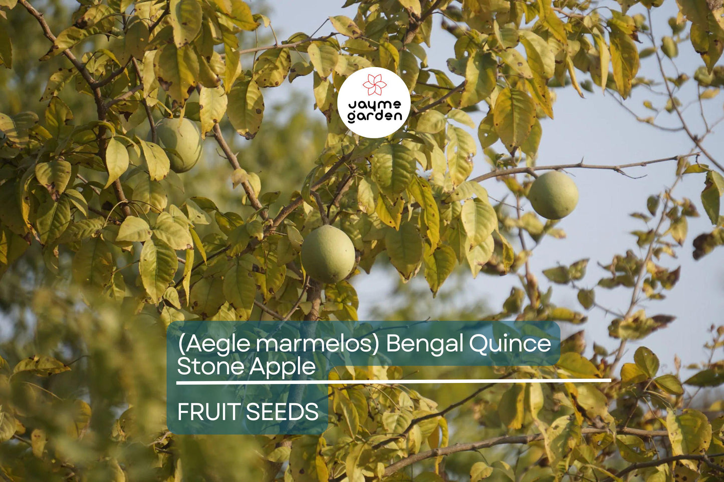 10 Bael Fruit Tree (Aegle marmelos) Seeds – Bengal Quince, Sacred Stone Apple, Rare!