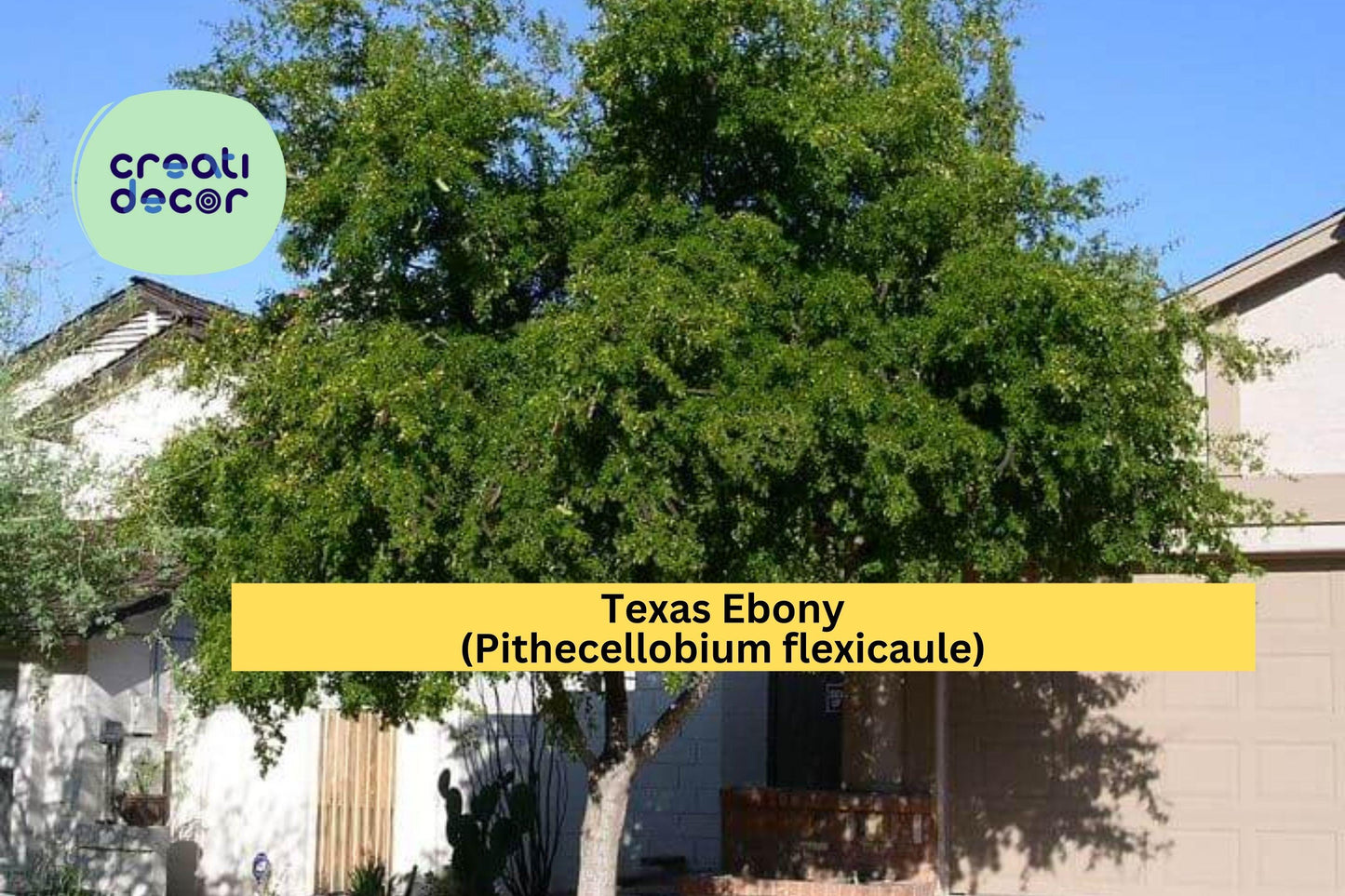 Texas Ebony Seeds (Pithecellobium flexicaule) – 10 Drought-Tolerant Tree Seeds | Bonsai or Shade Tree | Native Southwest Legume