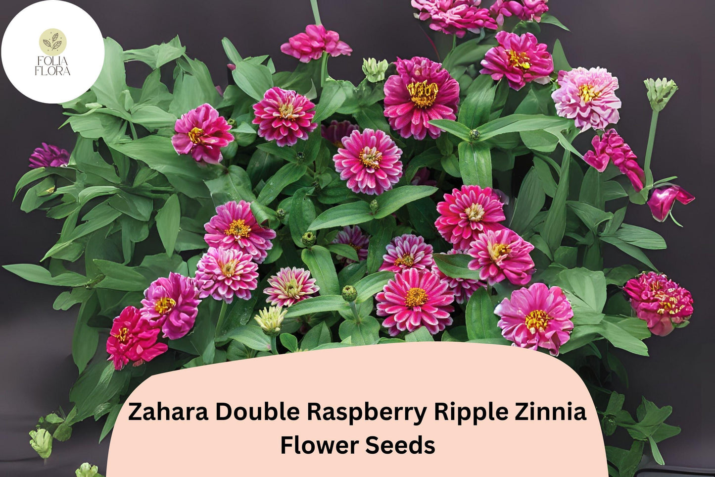 100+ Zahara Double Raspberry Ripple Zinnia Seeds – Pink & White Bi-Color Blooms for Garden Planting and Containers