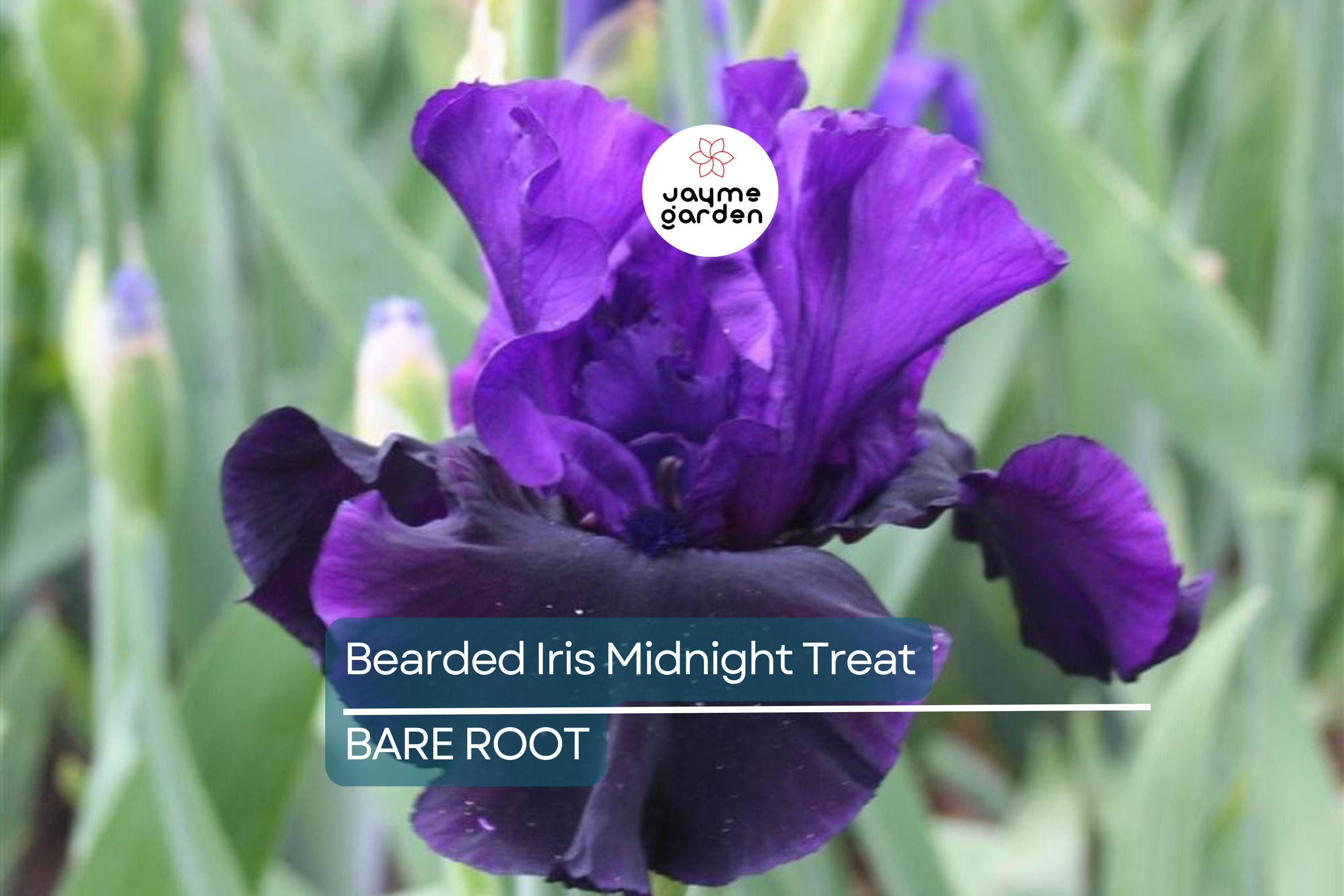 Bearded Iris Midnight Treat - Purple & Black Ruffled Blooms, Award-Winning, Deer-Resistant, USDA Zones 4-9
