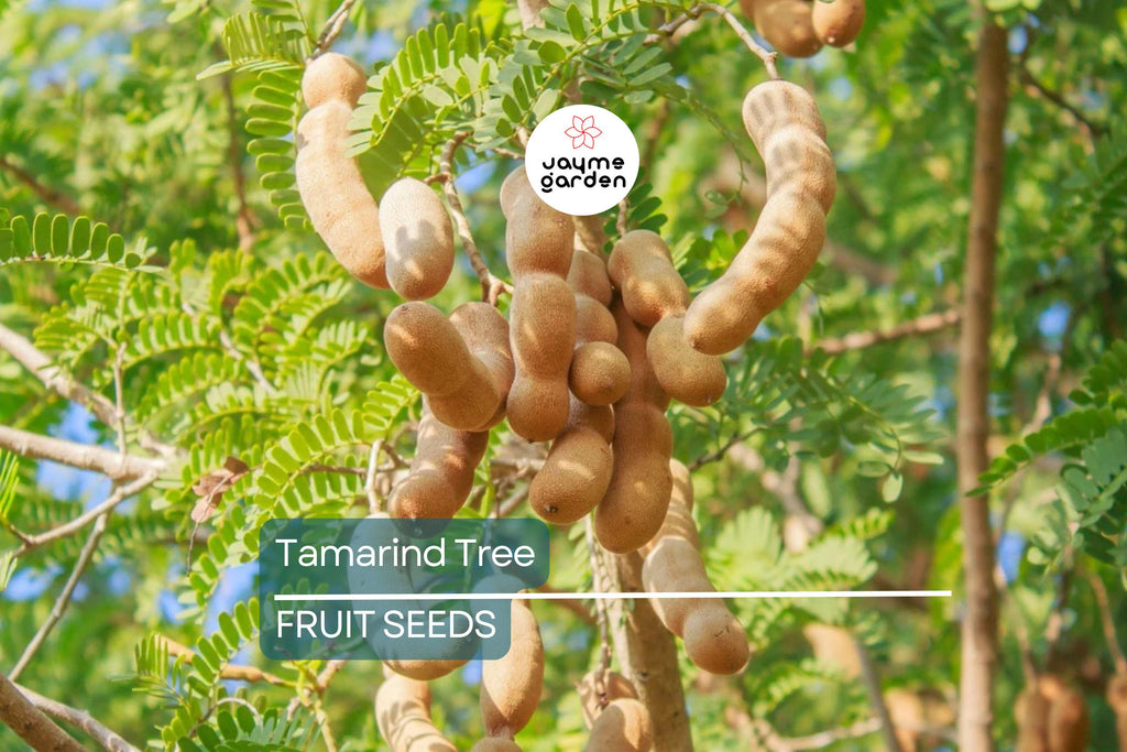 5 Tamarind Tree Seeds (Tamarindus indica) – Tropical Fruit Tree, Bonsai Potential, 80ft Mature Height
